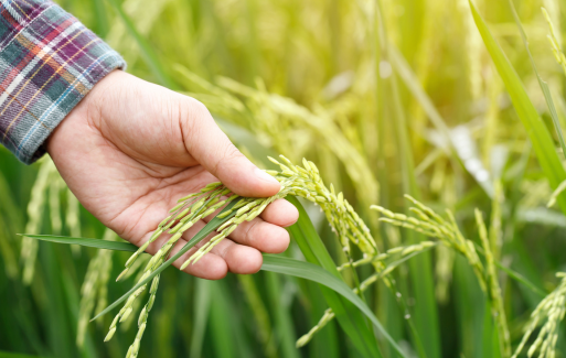 Rachunek bieżący- rolniczy